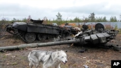 Një tank i shkatërruar rus në fshatin Dmytrivka, pranë Kievit (2 prill 2022)