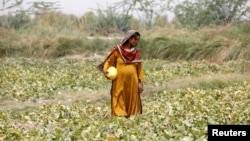 Heavily Pregnant, Sonari, collects muskmelons during a heatwave, at a farm on the outskirts of Jacobabad, Pakistan, May 17, 2022. "When the heat is coming and we're pregnant, we feel stressed," said Sonari. (REUTERS/Akhtar Soomro )