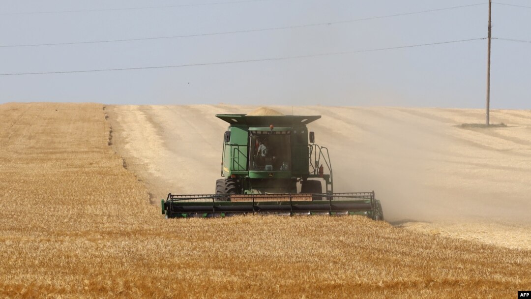 A farmer uses a combine harvester to harvest wheat on a field near Izmail, in the Odessa region, on June 14, 2022, amid the Russian invasion of Ukraine.