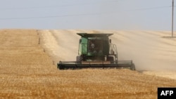 A farmer uses a combine harvester to harvest wheat on a field near Izmail, in the Odessa region on June 14, 2022, amid the Russian invasion of Ukraine.