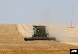 A farmer uses a combine harvester to harvest wheat on a field near Izmail, in the Odesa region on June 14, 2022, amid the Russian invasion of Ukraine.