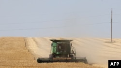A farmer uses a combine harvester to harvest wheat on a field near Izmail, in the Odesa region on June 14, 2022, amid the Russian invasion of Ukraine.