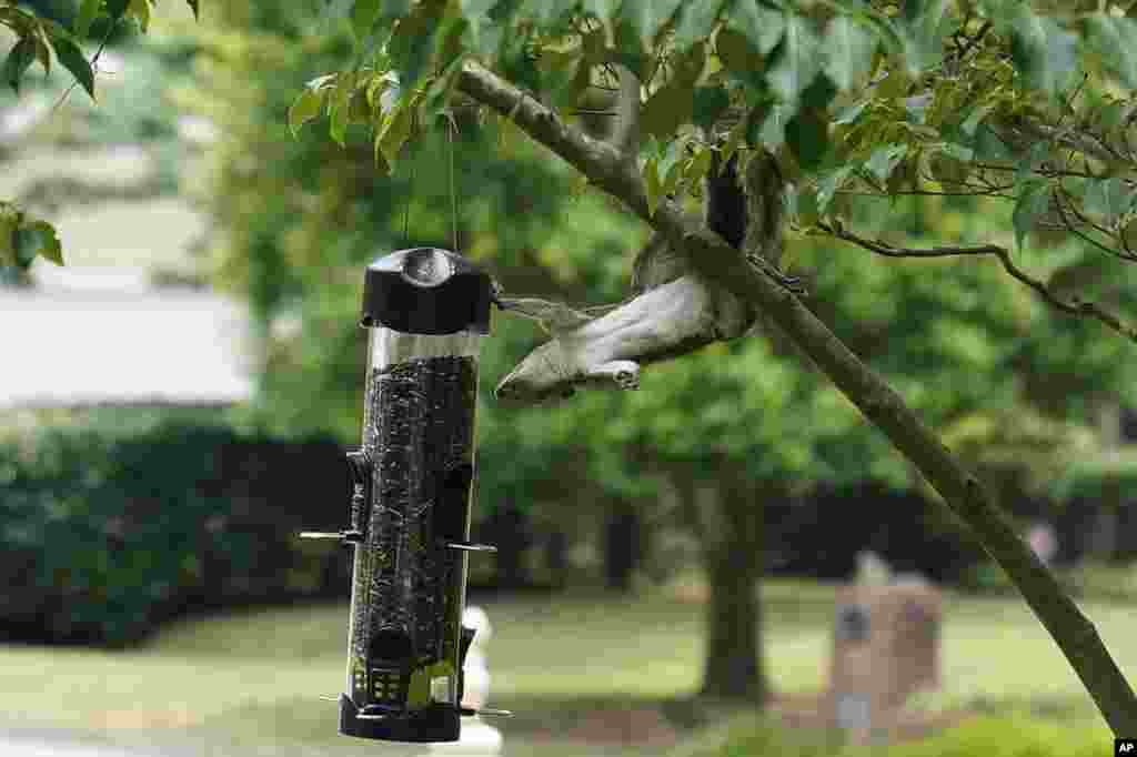 Seekor tupai bergantung di cabang pohon, mencoba untuk memakan biji-bijian dari sebuah tempat makan burung di kota Doraville, Georgia, AS. (Foto: AP)&nbsp;