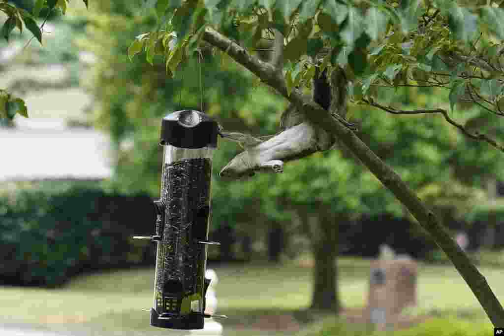 A squirrel hangs from a tree branch trying to eat seeds from a bird feeder, June 26, 2022, in Doraville, Ga.