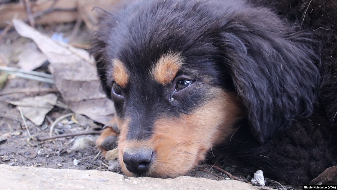 cuánto tiempo mantienen los perros en los refugios de animales