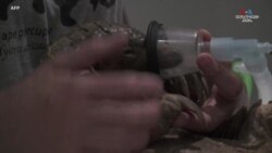 Պանգոլիններն աշխարհի ամենաշատը որսագողության զոհ դարձած կենդանիներից են։ 