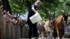 Seorang gembala menggiring kambing dari peternakan Green Goats di Rhinebeck, New York, untuk dilepaskan di Riverside Park agar memakan tanaman invasif di Manhattan, New York City, AS 29 Juni 2022. (REUTERS/Mike Segar)
