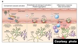 The proposed cascade of events to explain the neuropathological findings in the study. (Courtesy of NIH)