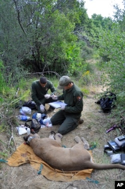 A male mountain lion known as P-21 is captured in Santa Monica Mountains National Recreation Area on June 4, 2011. (National Park Service via AP)