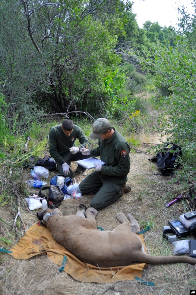 A male mountain lion known as P-21 is captured in Santa Monica Mountains National Recreation Area on June 4, 2011. (National Park Service via AP)