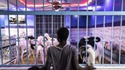 Manifestations et Tabaski : inquiétudes des vendeurs de moutons au Sénégal 