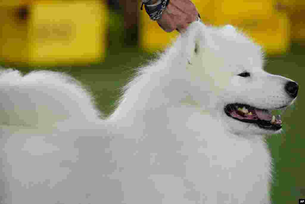 Striker, a Samoyed, competes in the working group at the 146th Westminster Kennel Club Dog Show, June 22, 2022, in Tarrytown, N.Y. Striker won the group.