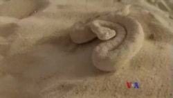 ဆော်ဒီက မြွေအလိမ္ပာယ်ဆရာ