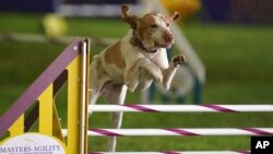 Elvira, a bracco Italiano, competes in the 24 inch class at the Masters Agility Competition during the 146th Westminster Dog Show on, June 18, 2022 in Tarrytown, N.Y. (AP Photo/Vera Nieuwenhuis, File)