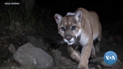 Wildlife Crossing Will Aid California’s Mountain Lions, Other Species 