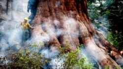 EE.UU. Yosemite incendio reforestal 
