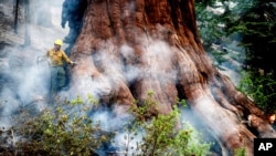 A firefighter protects a sequoia tree as the Washburn Fire burns in Mariposa Grove in Yosemite National Park, California, July 8, 2022.