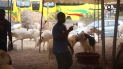 Inflation et Tabaski: à Dakar, des moutons hors de portée