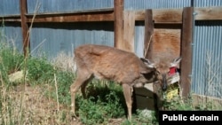 This deer shows visible signs of chronic wasting disease.