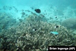 Fish swim near some bleached coral at Kisite Mpunguti Marine park, Kenya, Saturday, June 11, 2022. (AP Photo/Brian Inganga)