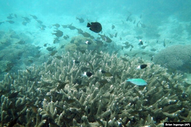 Fish swim near some bleached coral at Kisite Mpunguti Marine park, Kenya, Saturday, June 11, 2022. (AP Photo/Brian Inganga)