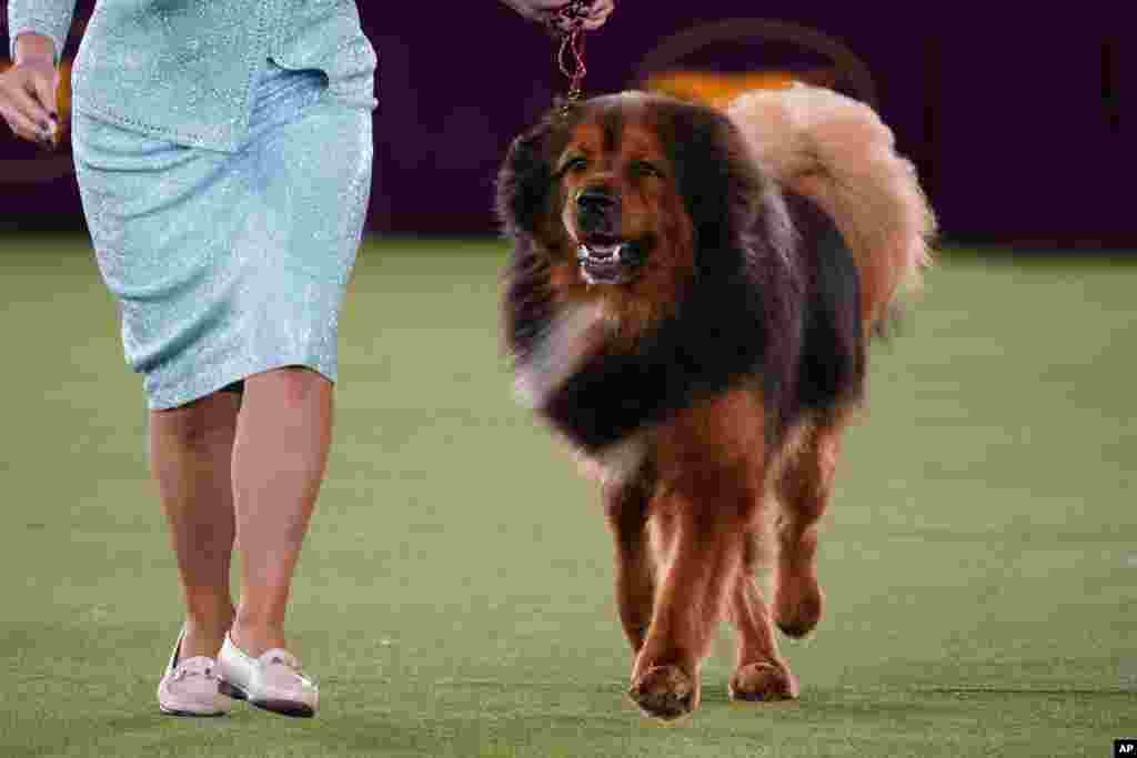 A Tibetan mastiff competes in the working group at the 146th Westminster Kennel Club Dog Show, June 22, 2022, in Tarrytown, N.Y. Striker, a Samoyed, won the group.