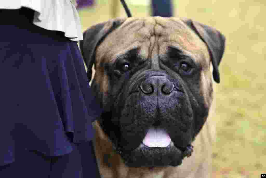 Otis, a bullmastiff, relaxes after competing at the Westminster Kennel Club Dog Show, June 22, 2022, n Tarrytown, N.Y.