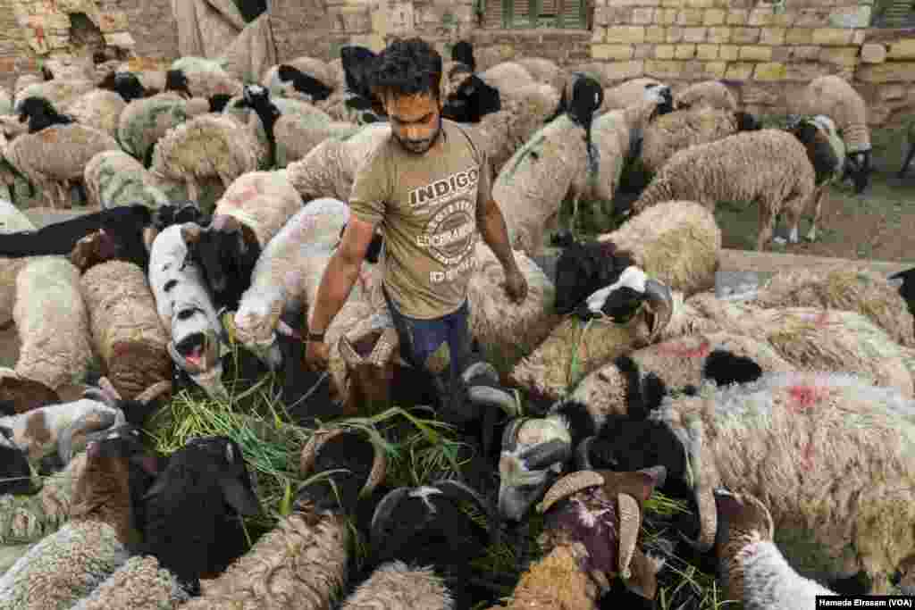 A livestock market ahead of Eid al-Adha. &#39;The turnout is low this year,&#39; says Wassim, a sheepherder. &#39;By now, I&rsquo;m usually back home.&#39; Cairo, July 7, 2022. (Hamada Elrasam/VOA)