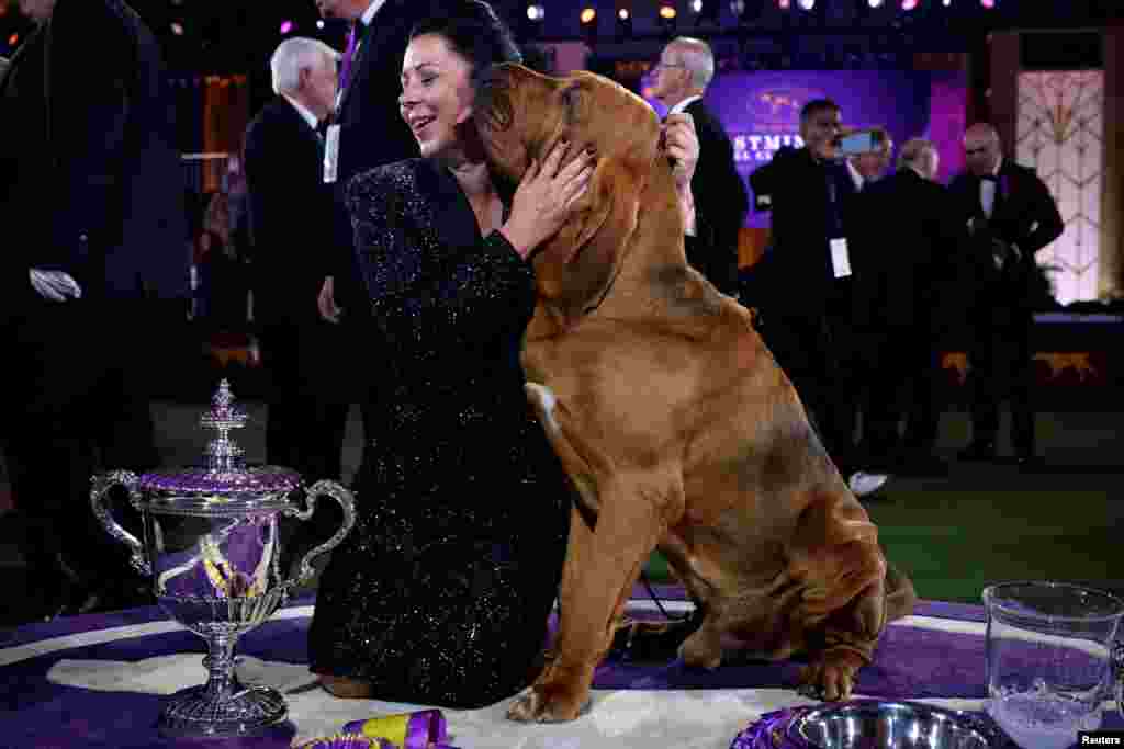 Trumpet, seekor anjing Bloodhound, mencium pawangnya Heather Helmer setelah memenangkan &quot;Best in Show&quot; di Westminster Kennel Club Dog Show ke-146 di Lyndhurst Estate di Tarrytown, New York. (Foto: Reuters)&nbsp;