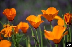 These flowers are drought-tolerant, native California poppies. (Dale Kolke/California Department of Water Resources via AP)