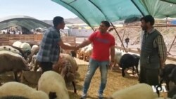Di Cejna Îsal de Bazara Ajalfiroşan li Enqerê Lawaz Bû