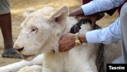 گسترش باغ وحش‌های خانگی در ایران
