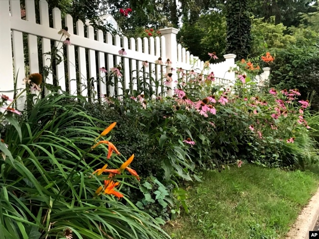 Native purple coneflowers, black-eyed Susans and turban lilies share a garden with nonnative daylilies and roses in Glen Head, N.Y. (Jessica Damiano via AP)