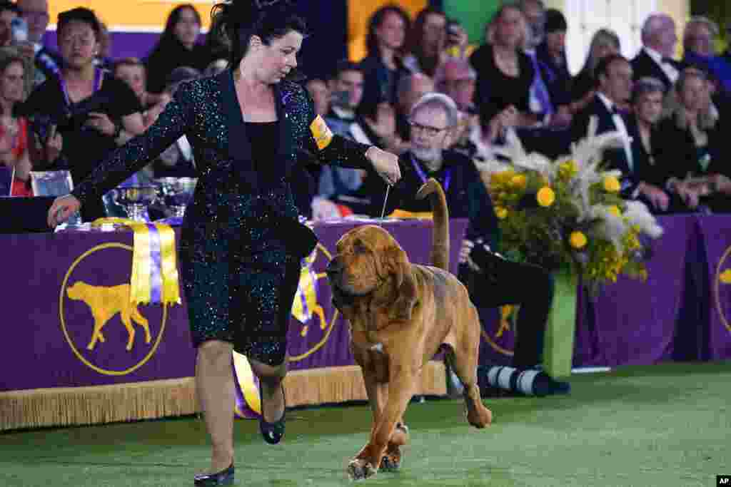 Trumpet, a bloodhound, competes for Best in Show at the 146th Westminster Kennel Club Dog Show, June 22, 2022, in Tarrytown, N.Y. Trumpet won the title.