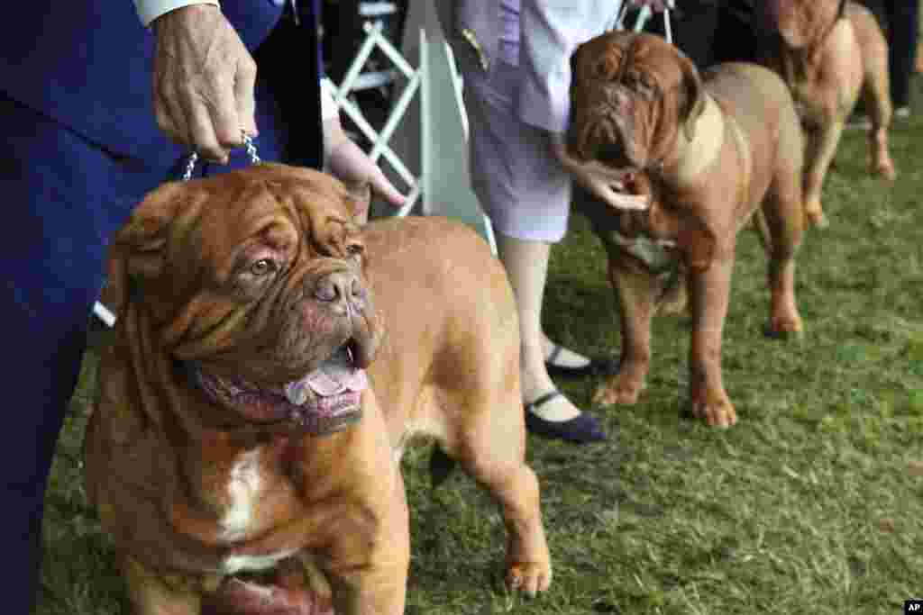 Dogues de Bordeaux compete at the Westminster Kennel Club Dog Show, June 22, 2022, in Tarrytown, N.Y.&nbsp;