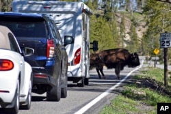 A "bison jam" of backed up traffic waiting for bison to cross the road is seen in the Hayden Valley in Yellowstone National Park, Wyoming, June 22, 2022.