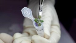 Science in a Minute - Scientists Grow Plants in Moon Soil