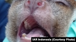 Kukang Sumatra bernama Gipo ditemukan warga dalam kondisi gigi ompong