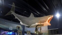 Science in a Minute - Great White Shark May Have Helped the Giant Megalodon Go Extinct