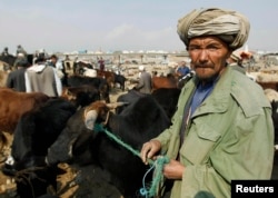 Seorang pria Afghanistan menuntun sapi untuk dijual di pasar terbuka di Kabul 3 November 2011. (REUTERS/Omar Sobhani)