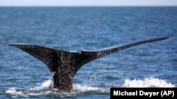 Offshore Wind Whales