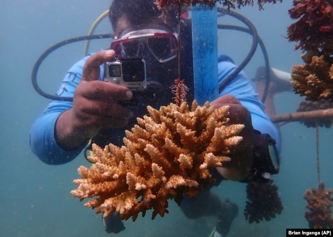 Coral reef restoration ranger Yatin Patel measures a human-made reef structure in the Indian Ocean near Shimoni, Kenya on June 13, 2022. (AP Photo/Brian Inganga)