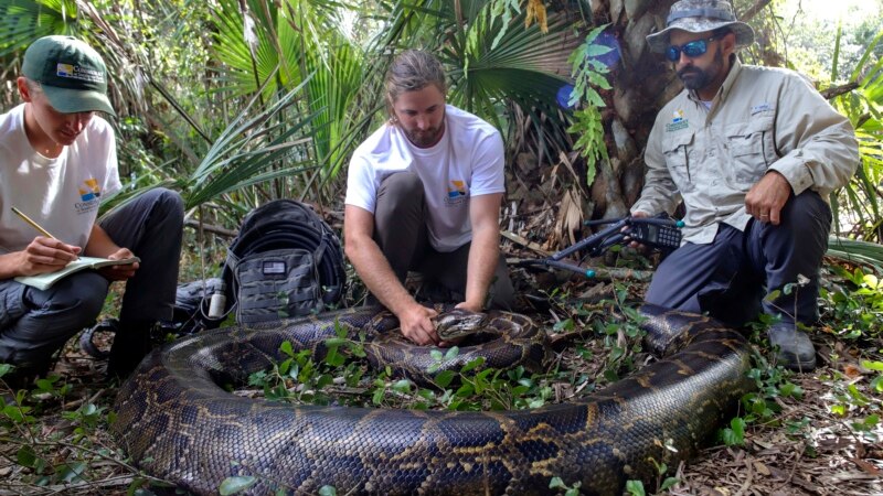 Ekosistem Florida dipengaruhi oleh ular piton Burma