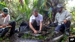 Warga menangkan ular sanca Burma di Florida (foto: dok). 