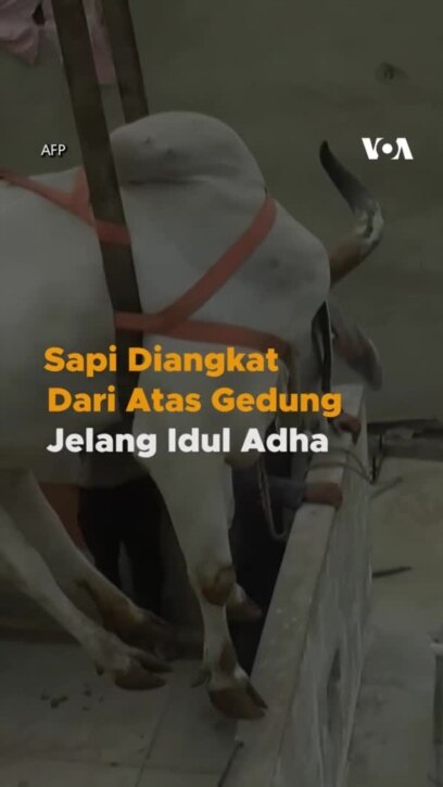 Sapi Diangkat Dari Atas Gedung Jelang Idul Adha