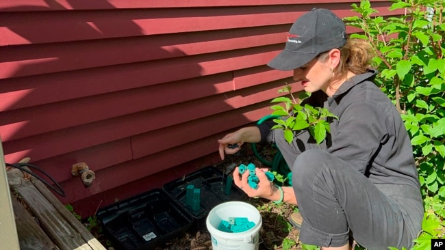 Ava Dickman, a technician with AAA Exterminating Inc., refills rodenticide in a bait station to exterminate mice and rats outside a home in Indianapolis, Monday, May 16, 2022.