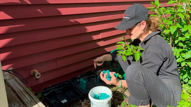 Climate Change Means More Mice, Demand for Pest Control in US