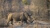 Quatre rhinocéros tués, des braconniers arrêtés dans un parc sud-africain