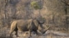 Un rhinocéros blanc est vu au parc national Kruger le 20 août 2018.