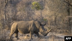 Un rhinocéros blanc est vu au parc national Kruger le 20 août 2018.